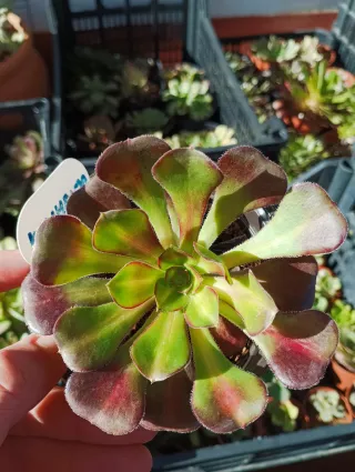 Aeonium kilimanjaro