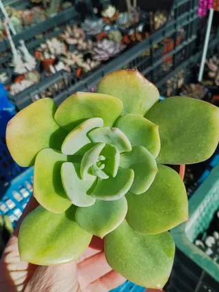 Echeveria Morvan