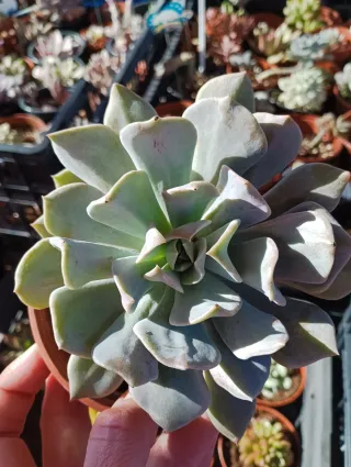 Echeveria lilac
