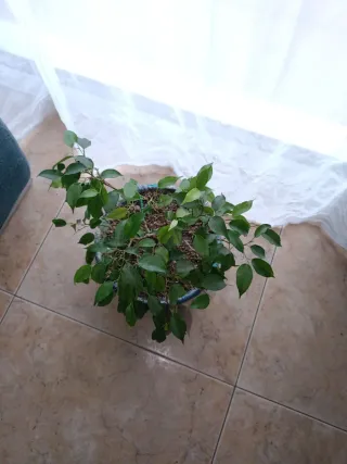 Ficus Benjamina en maceta decorada