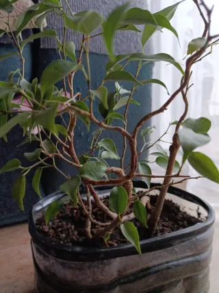 Ficus Benjamina