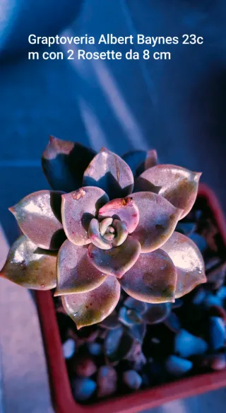 Graptoveria 3rosette 23 cm,con 2 figli,da 7cm