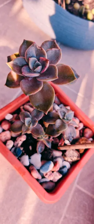 Graptoveria 3rosette 23 cm,con 2 figli,da 7cm