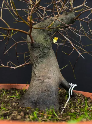 bonsai arce campestre