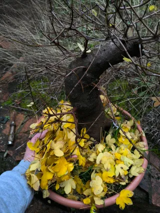 bonsai arce campestre