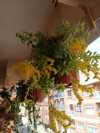 Planta suculenta Serun Palmeri