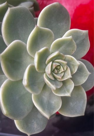 Suculenta Echeveria