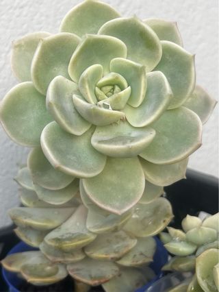 Suculenta Echeveria