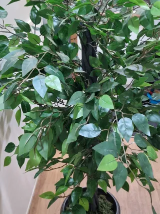 Árbol Ficus Artificial 160 cm