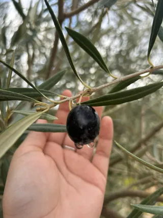 Bella Finca rústica