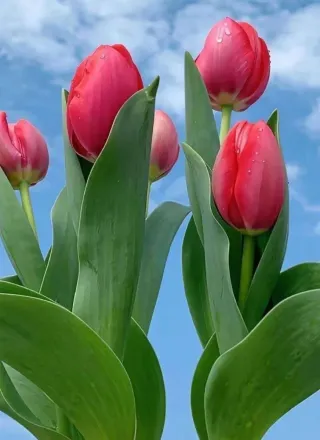 10 Bulbos de tulipán