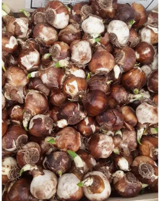 10 Bulbos de tulipán