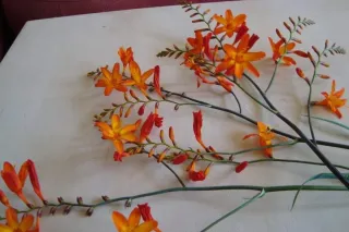 Bulbos de Crocosmia