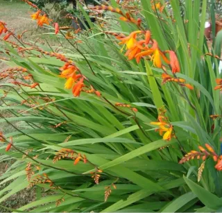 Bulbos de Crocosmia