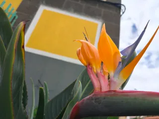 Oppo 14f Verde Naranja