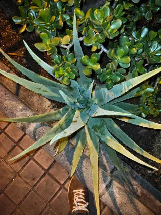 Oppo 14f Verde Naranja