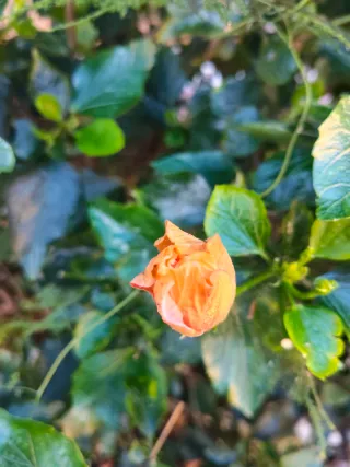 Oppo 14f Verde Naranja