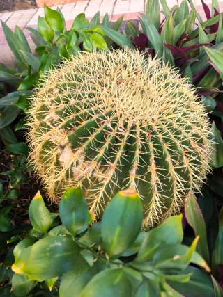 Oppo 14f Verde Naranja