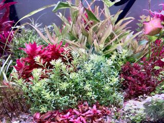 Lote 12 Plantas Acuario Variadas Coloridas