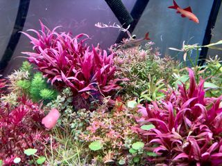 Lote 12 Plantas Acuario Variadas Coloridas