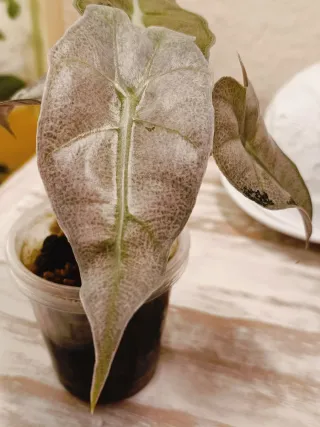 Alocasia Polly Pink Variegata