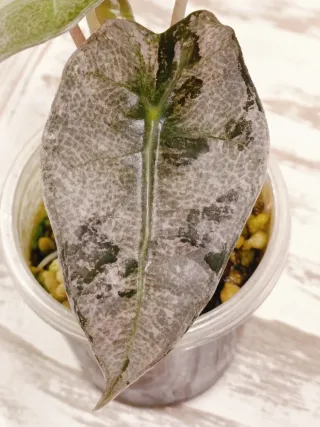 Alocasia Polly Pink Variegata