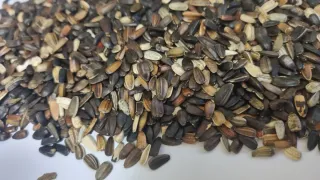 100 Semillas de Girasol de Colores