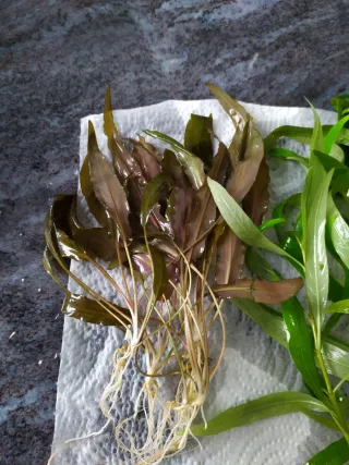 Cryptocoryne Wendii Brown Planta Acuario