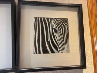 Pack 3 Cuadros Cebras con Marco