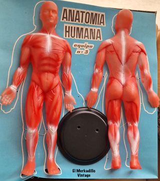 Juego Anatomía Humana Desmontable