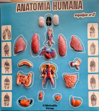 Juego Anatomía Humana Desmontable