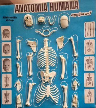 Juego Anatomía Humana Desmontable