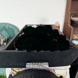 Piezas Nissan X-Trail