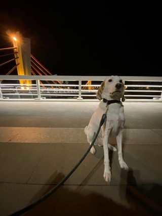 Cuidado de mascotas , cuidado canino , petsitter .