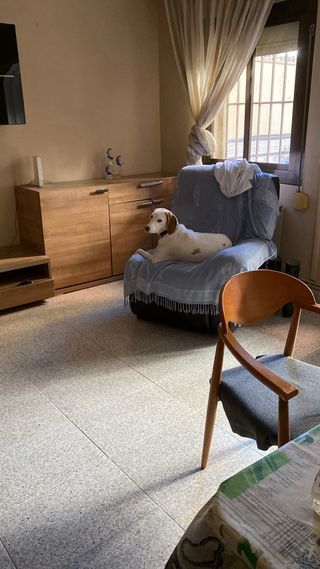 Cuidado de mascotas , cuidado canino , petsitter .