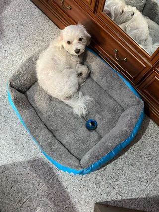 Cuidado de mascotas , cuidado canino , petsitter .