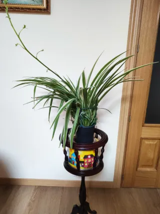 Cinta en maceta  - Ideal Regalo