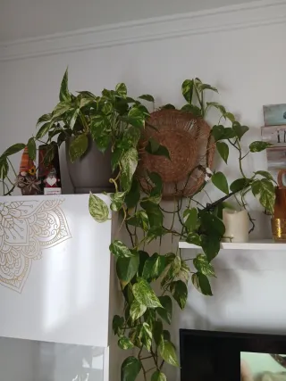 Monstera Adansonii Planta