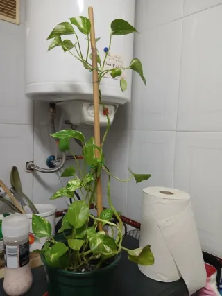 Monstera Adansonii Planta