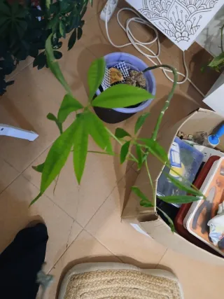 Monstera Adansonii Planta