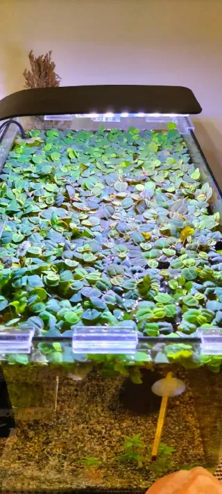 Phyllantus Fluitans Pianta Galleggiante 20 pezzi