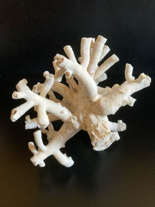 Coral Decorativo Acuario