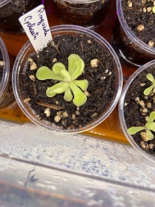 Planta Carnívora Pinguicula Cyclosecta