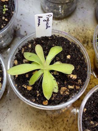 Planta Carnívora Pinguicula Anna