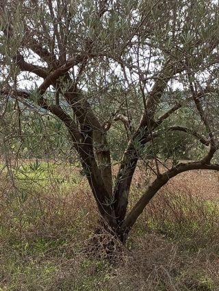 Terreno en venta en Martos