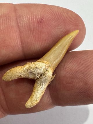 Diente de tiburón Lamma oblicua fósil