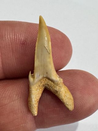 Diente de tiburón Lamma oblicua fósil