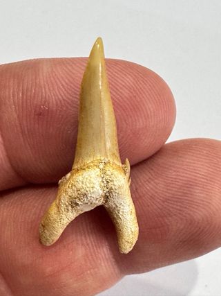 Diente de tiburón Lamma oblicua fósil