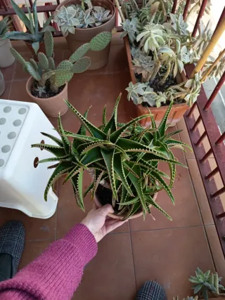 Aloe x delaetii Planta suculenta