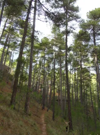 40 hectáreas de parcelas de pinos